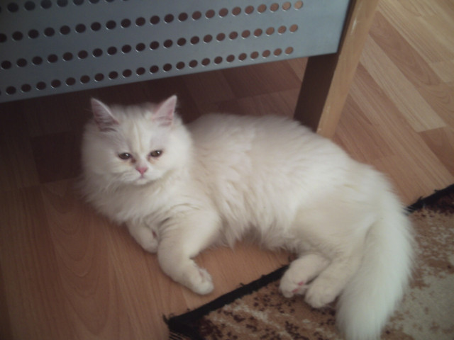 Suche reinrassigen Perserkater für weisse Perserdame zum Decken  - Tiere - Osnabrück