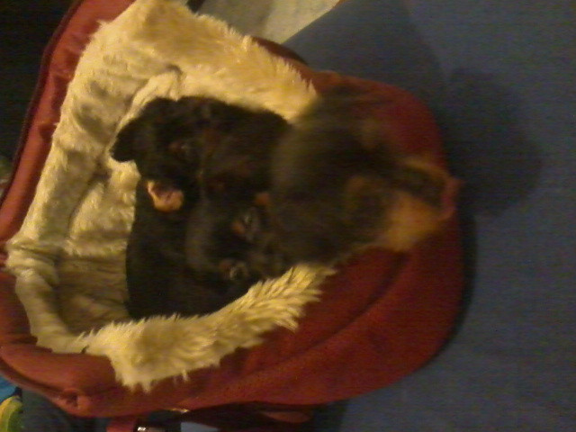Yorkshire Terrier welpen Mischling zu verkaufen - Tiere - Stuttgart