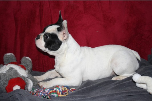 2 süße Französische Bulldoggen m. Papier    - Tiere - stuttgart