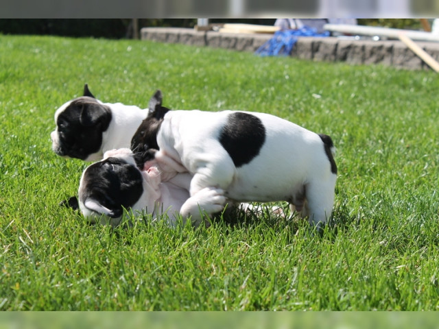  Französische BulldoggenWelpe mit Papieren - Tiere - Köln