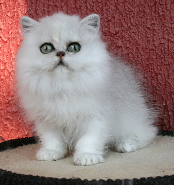 Perserbabys silver, golden und chinchilla - Tiere - Bünde NRW