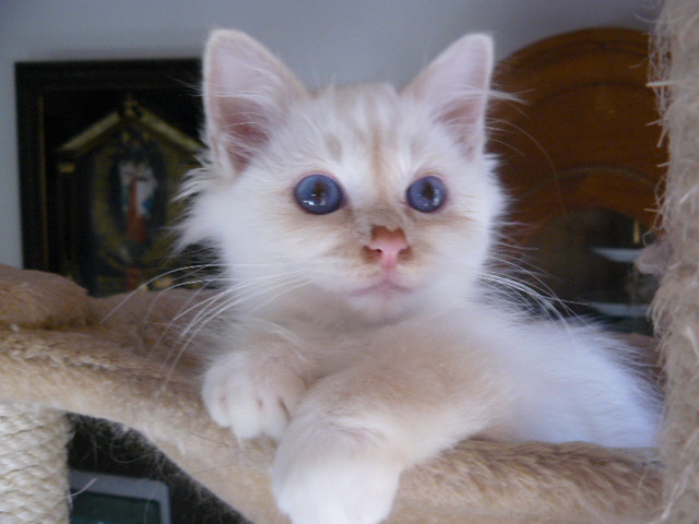 Super süße birma kitten    - Tiere - harburg