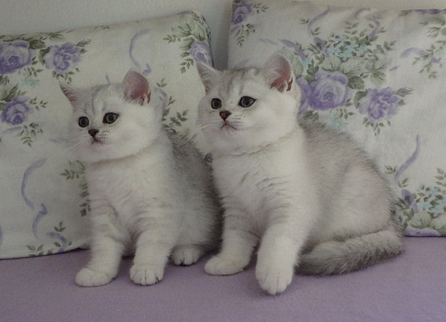 .Britisch Kurzhaar und Highlander! - Tiere - Zschopau