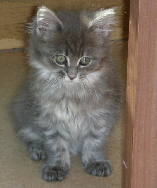 Drei wunderschöne Main Coonkitten - Tiere - Wildenrath