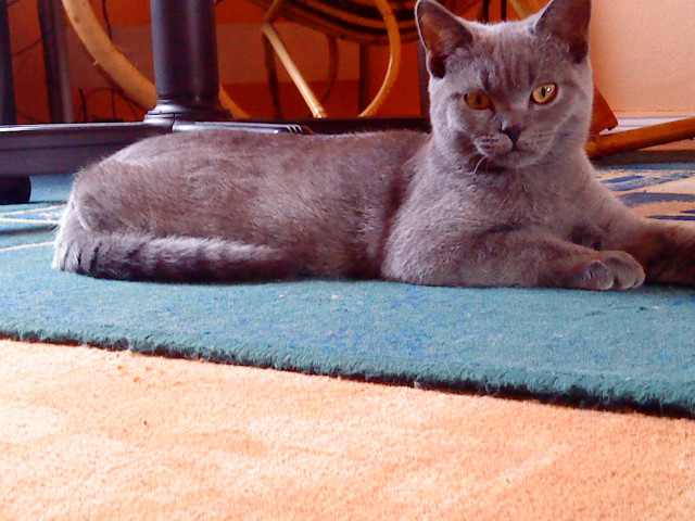 BKH. kitten abzugeben, reinrassig. - Tiere - nordenham
