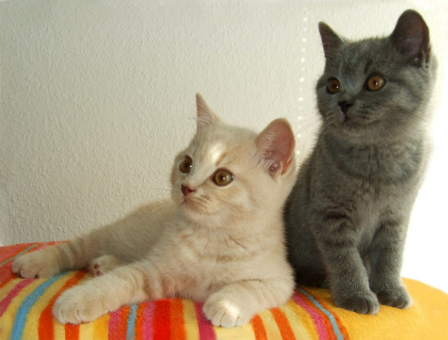 Typvolle BKH-Babys in blau und lilac mit Stammbaum - Tiere - Regensburg