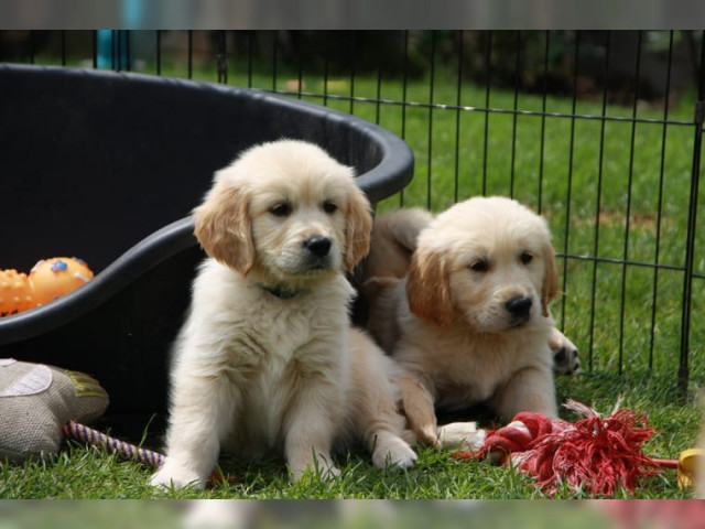Golden Retriever - Tiere - Salzburg