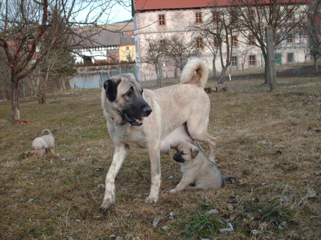 Kangal WELPEN 2 Monate, mit Pass. Anatolischer Hirtenhund - Tiere - Oberstadt