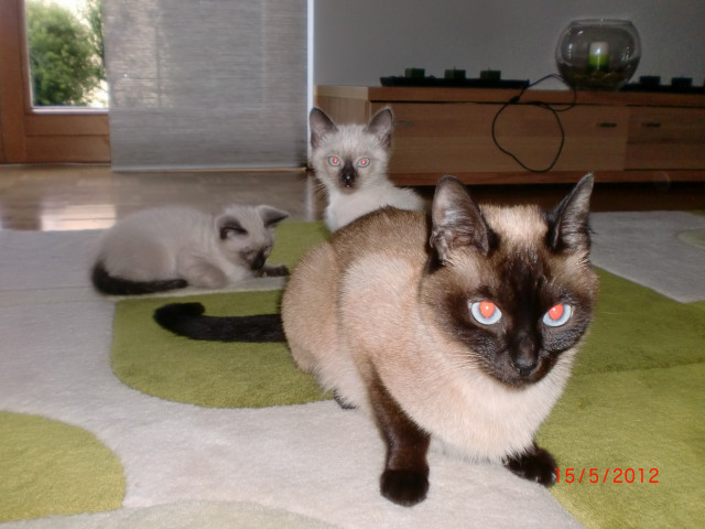 Siam Baby  Katzen - Tiere - Hammelburg