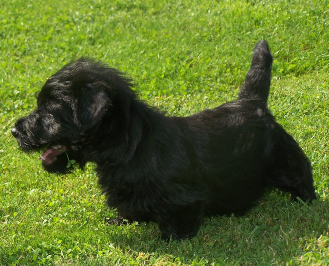 Scottish Terrier sehr schöne scottische Hündinnen und Rüden Gestromt mit Ahnenta - Tiere - Heilbronn