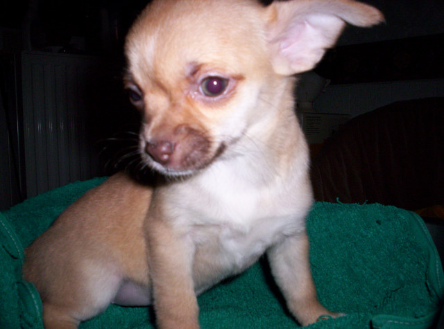 Chihuahua kurzhaariger Schlag  - Tiere - Engelschoff