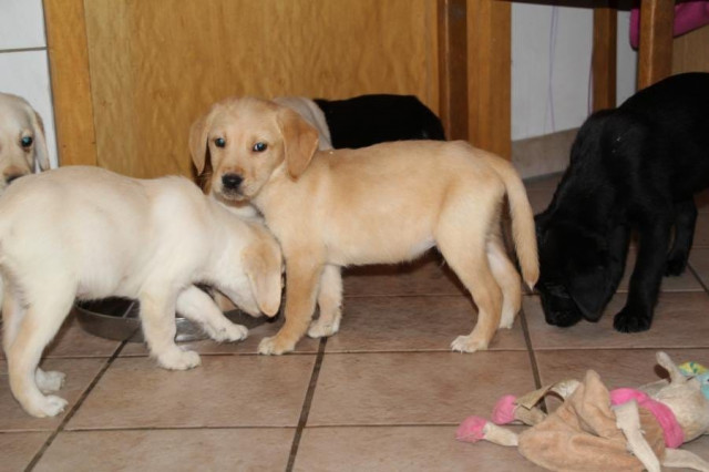 Labrador-Welpen in den wunderschönen Farben silber und  - Tiere - Oberursel