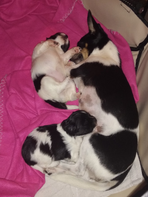 Reinrasig Chihuahua welpen  - Tiere - Bockhorst