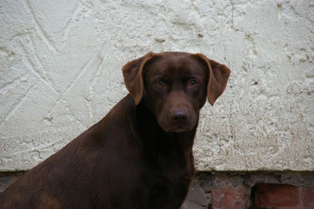 Labradorhündin - Tiere - Gerstungen