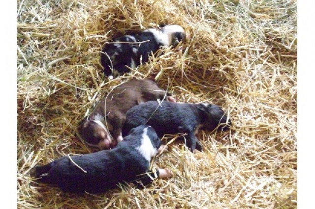 Wunderschöne Australian Shepherd Welpen - Tiere - Sevenig bei Neuerburg