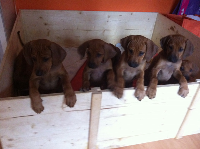 Rodesian Ridgeback - Tiere - Bayern