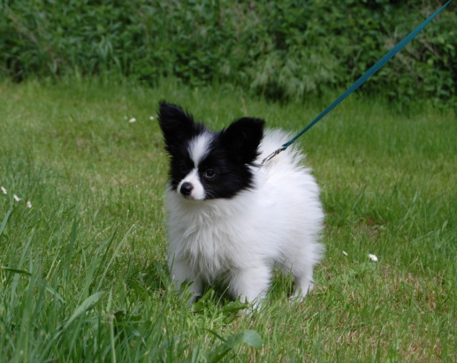 Papillon Rüde - Tiere - Brehna