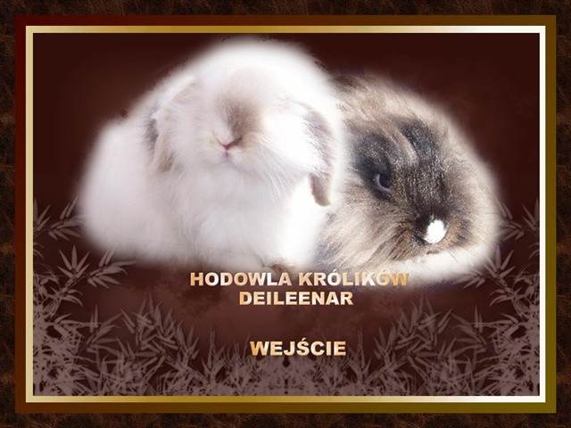 Kaninchen rassen  - Tiere - berlin