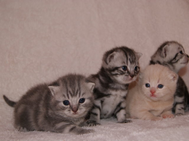 BKH Kittys - Tiere - Viernheim
