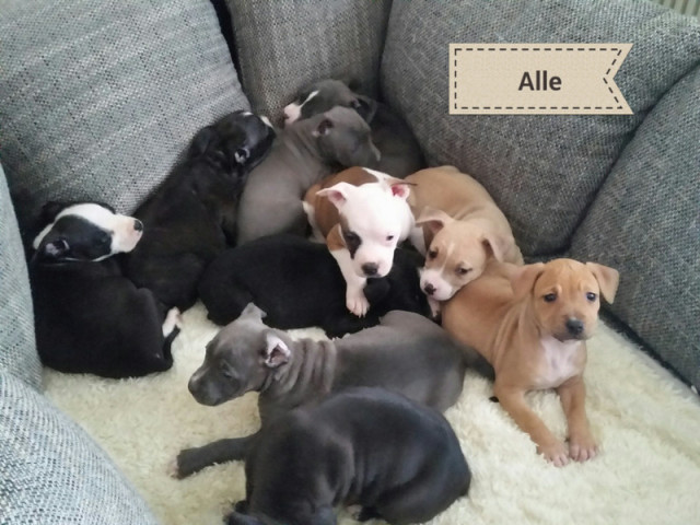 VDH Blueline Staffordshire Bull Terrier Welpen - Tiere - Magdeburg