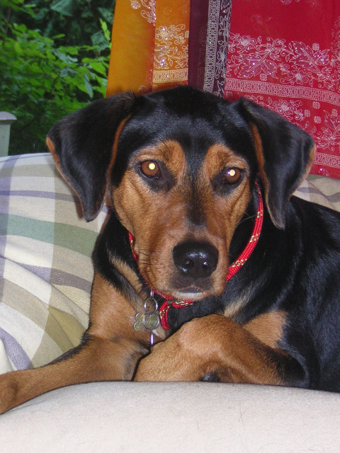 Griechischer Staßenhund in liebevolle Hände abzugeben - Tiere - Kasseburg