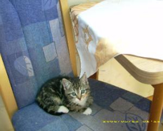 8.wochen junge katzenbaby s suchen ein zuhause - Tiere - bottrop