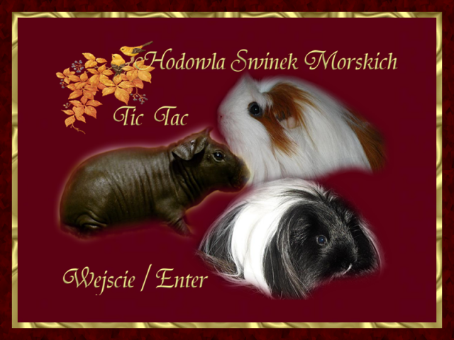 Meeris peruaner oder alpaka - Tiere - berlin