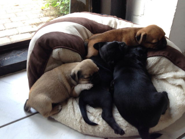 Mopswelpen mit Ahnentafel ab sofort abgabebereit  - Tiere - Meppen