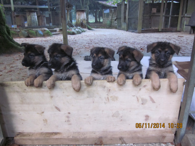 Deutsche Schäferhund Welpen zu verkaufen - Tiere - Handeloh-Wörme