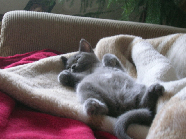 BKH / Kartäuser Käterchen m.P. - Tiere - Lippstadt