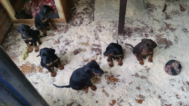 Dobermann Welpen aus liebevoller Aufzucht mit VDH-Papieren - Tiere - Schönefeld