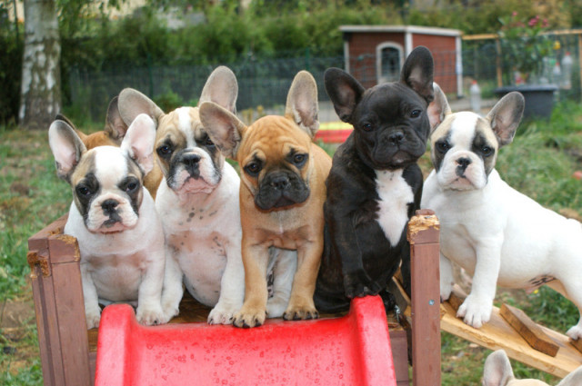 Französische Bulldogge Welpen red fawn, fawn, pied - Tiere - Hannover