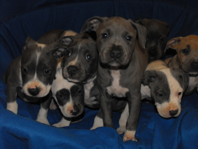 Reinrassige American Staffordshire Terrier blue-line - Tiere - Eurasburg
