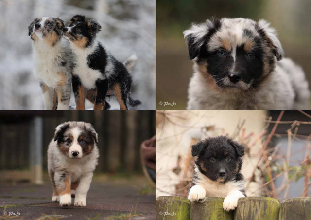 Australian Shepherd Welpen  - Tiere - 53340 