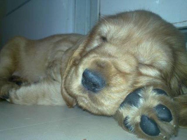 Welpen COCKEL SPANIEL - Tiere - Berlin