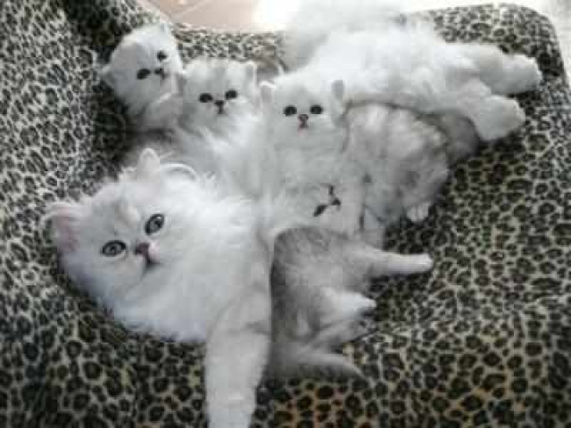 Der persische Kätzchen Typ - Tiere - Magdeburg