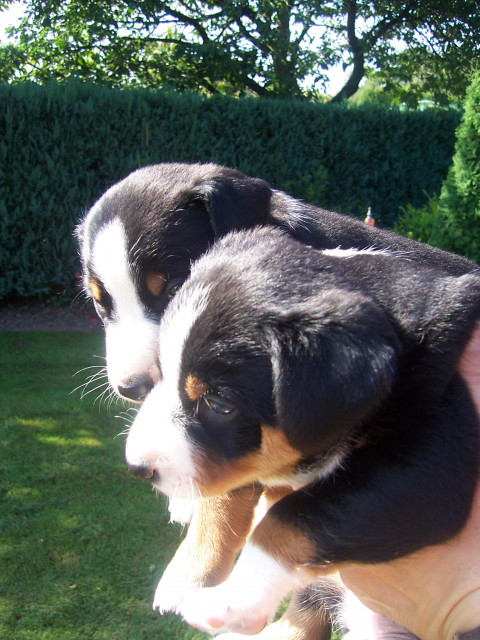 Appenzeller Sennenhund- Welpen zu verkaufen - Tiere - Diepholz