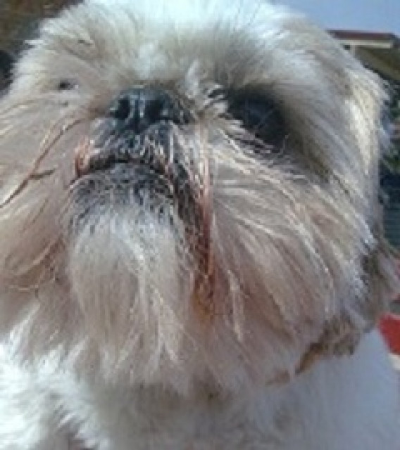 Shih Tzu Rüde... - Tiere - Zierenberg