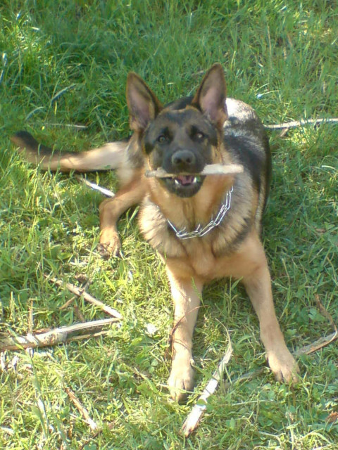 SV Hündin zuverkaufen - Tiere - Friedeburg