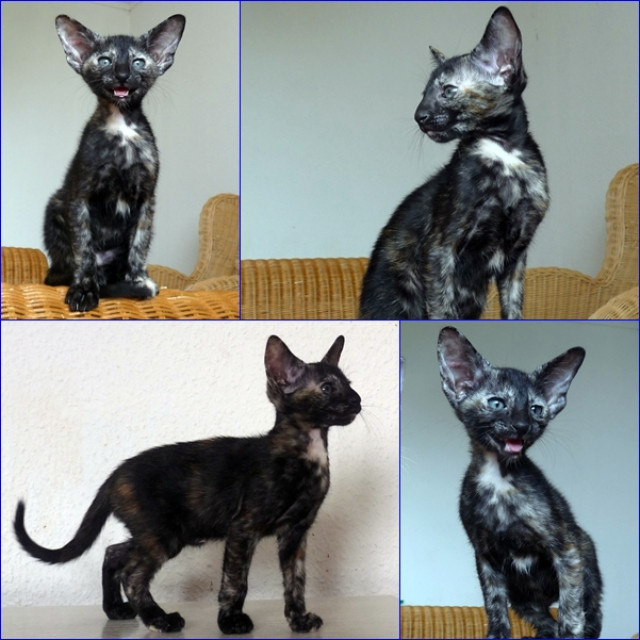 OSH Kitten - Tiere - Celle