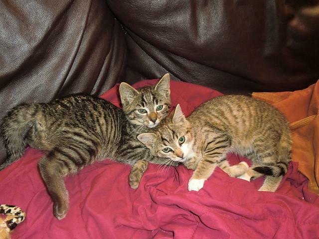 7 Katzenkinder suchen Schmuseopfer   - Tiere - Deggingen