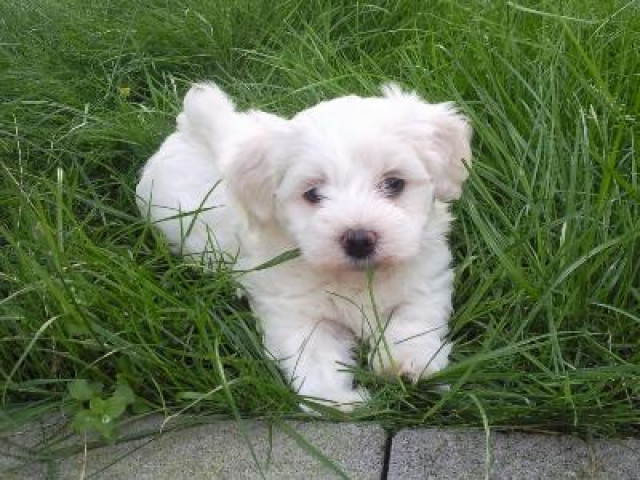 Reinrassiger Malteser Welpen sind 08.03.2011 auf die Welt gekommen - Tiere - Landau in der Pfalz