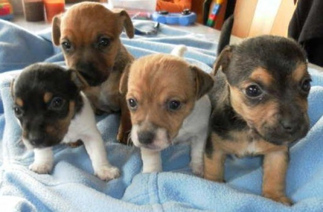 Mini Jack-Russell-Welpen suchen zweibeiner zum liebhaben und mehr...........  - Tiere - Aachen