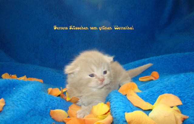 BKH Katerchen in fawn classic tabby,m.p. - Tiere - Treffurt