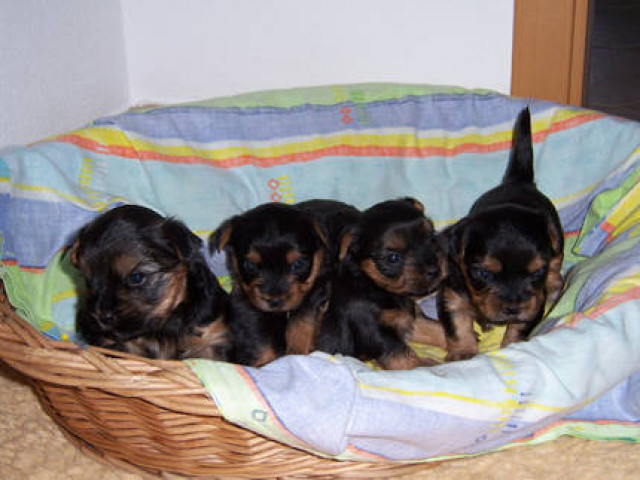 Süsse Yorkiewelpen ab Ende Juli/Anfang August abzugeben - Tiere - balin