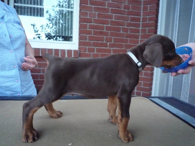 Dobermann Gechipt DV 
 VDH mit FCI-Stammbaum - Tiere - Mannheim