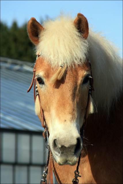 Suche zuverlässige Reitbeteiligung     - Sport - Hamburg