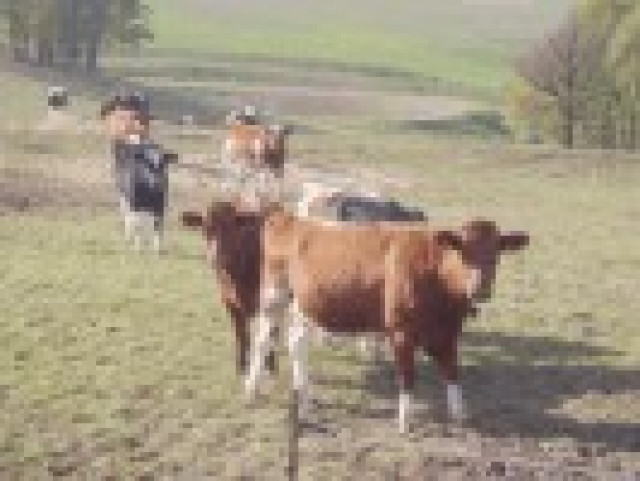 Colostrum Information - Wellness Gesundheit - Kirchberg