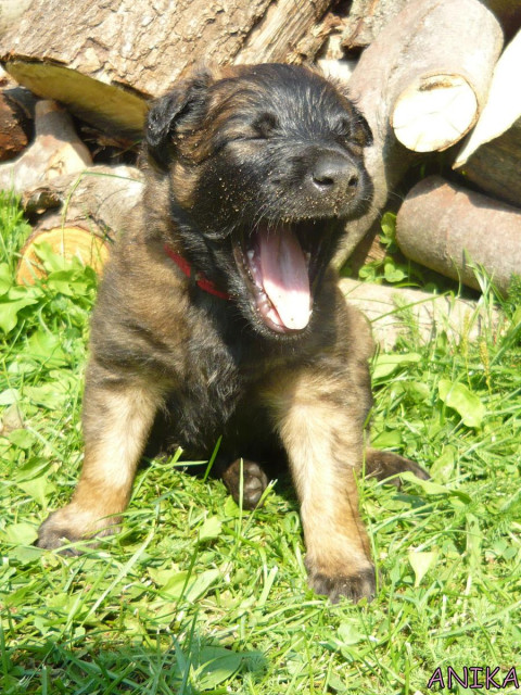 Malinois welpen - Tiere - brno
