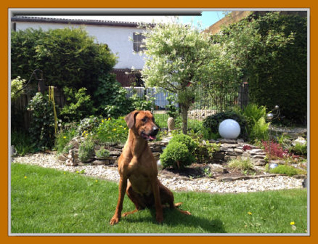 Rhodesian Ridgeback Welpen Wurfankündigung - Tiere - Salzkotten